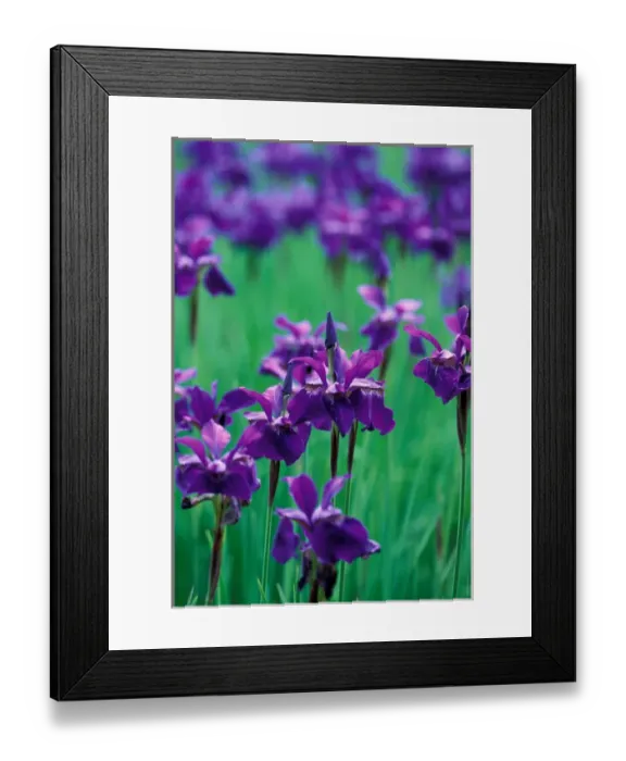 Framed Print : NA, USA, Washington, Federal Way, Purple iris, at Weyerhaeuser Rhododendron Display Framed Print : NA, USA, Washington, Federal Way, Purple iris, at Weyerhaeuser Rhododendron Display