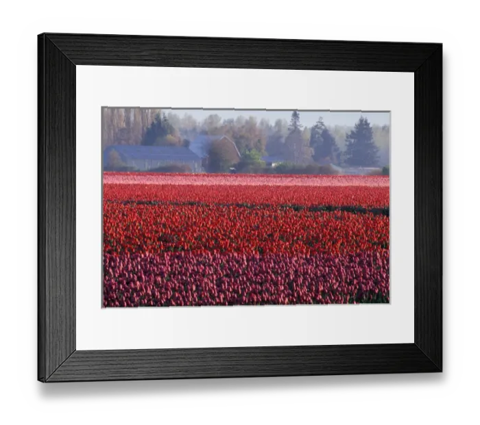 Framed Print : NA, USA, Washington, Skagit Valley, Tulip field