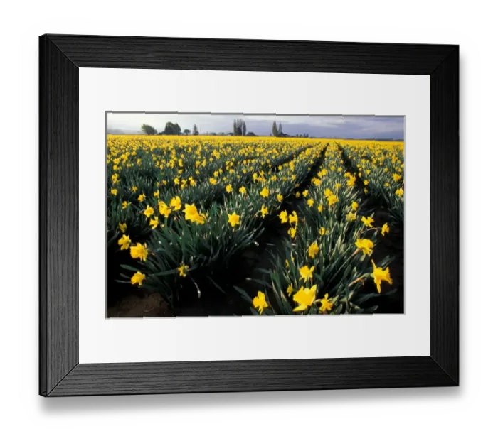 Framed Print : NA, USA, Washington, Skagit Valley, Wide-angle view of daffodil field in early morning Framed Print : NA, USA, Washington, Skagit Valley, Wide-angle view of daffodil field in early morning