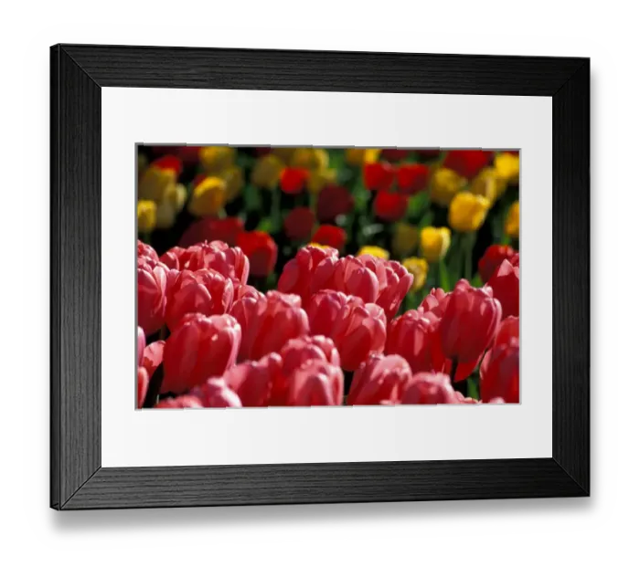 Framed Print : NA, USA, Washington, Skagit Valley, Mount Vernon, Tulips at Roozengaarde display garden