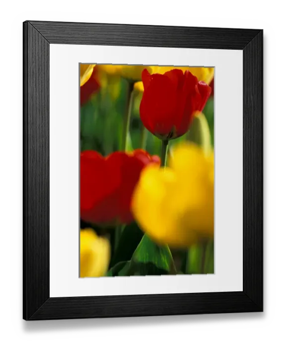 Framed Print : NA, USA, Washington, Skagit Valley, Mount Vernon, Tulips at Roozengaarde display garden Framed Print : NA, USA, Washington, Skagit Valley, Mount Vernon, Tulips at Roozengaarde display garden