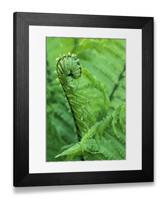 Framed Print : USA, Washington State, Seattle, University of Washington Arboretum. Fiddlehead Fern Framed Print : USA, Washington State, Seattle, University of Washington Arboretum. Fiddlehead Fern