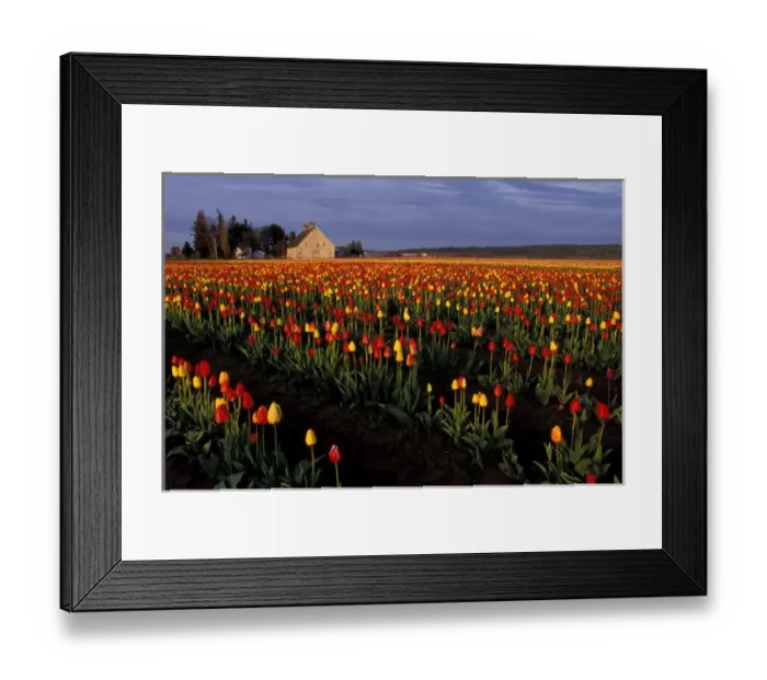 Framed Print : North America, USA, Washington, Skagit Valley, LaConner. Tulip field Framed Print : North America, USA, Washington, Skagit Valley, LaConner. Tulip field