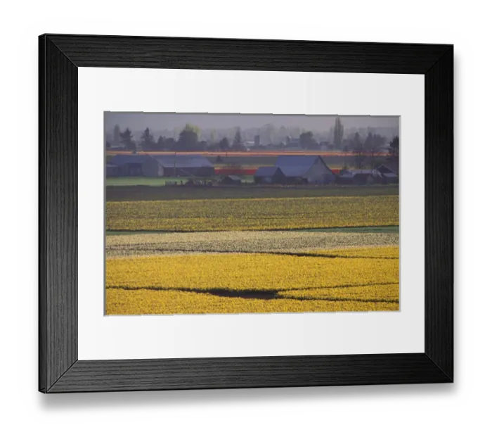 Framed Print : North America, USA, Washington, Skagit Valley, Conway. Daffodil Fields Framed Print : North America, USA, Washington, Skagit Valley, Conway. Daffodil Fields