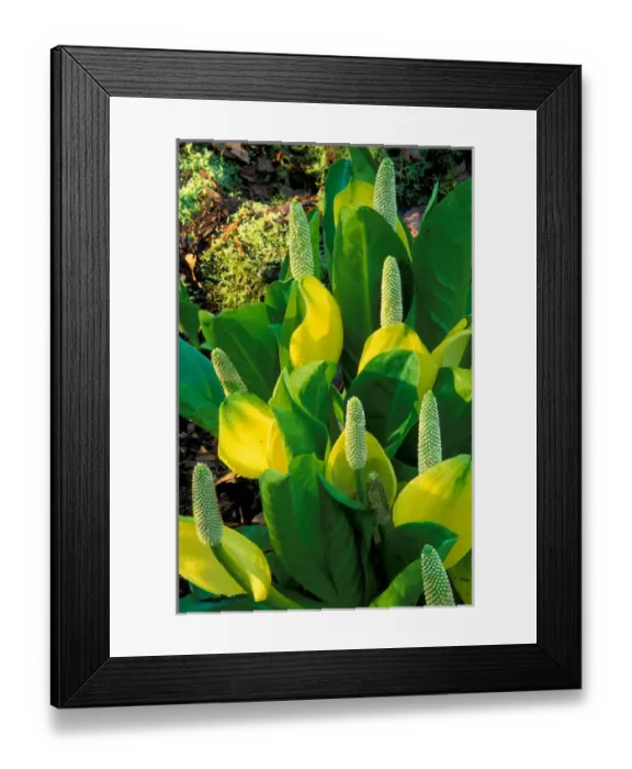 Framed Print : North America, USA, Washington. Yellow flower Framed Print : North America, USA, Washington. Yellow flower