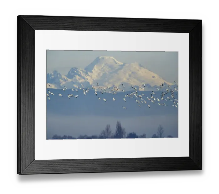 Framed Print : NA, USA, Washington, Skagit Wildlife Management Area. Snow geese (Chen caerulescens)