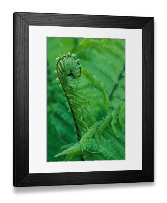 Framed Print : North America, USA, Washington, Olympic National Forest. Fern Framed Print : North America, USA, Washington, Olympic National Forest. Fern