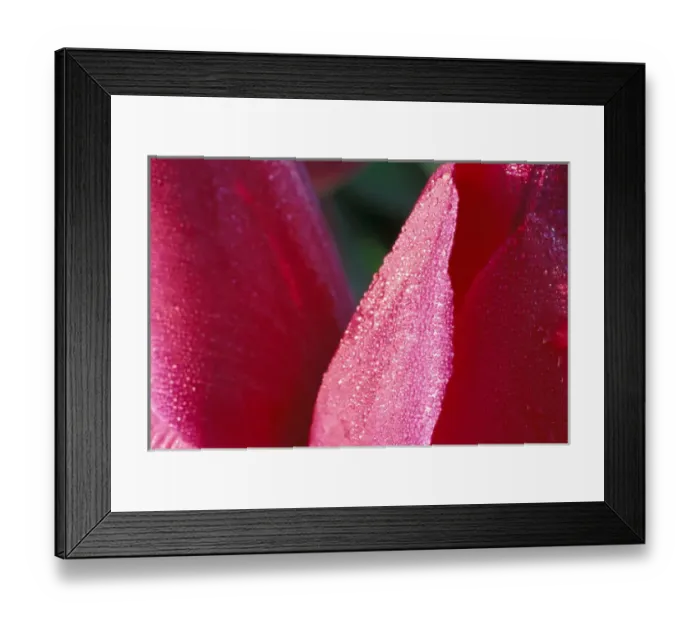 Framed Print : North America, USA, Washington, Skagit Valley. Tulip close-up Framed Print : North America, USA, Washington, Skagit Valley. Tulip close-up