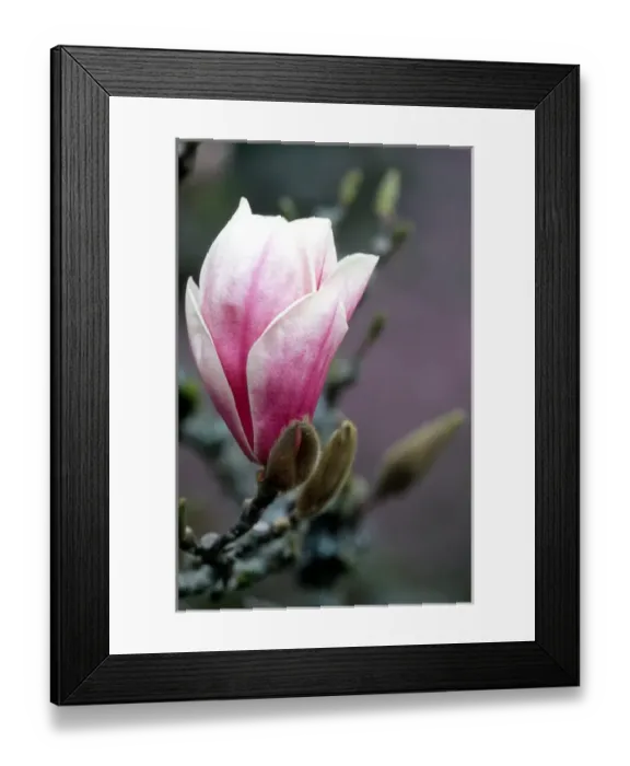 Framed Print : Tulip magnolia blossom; flower; tree; Washington Park Arboretum; pink; spring Framed Print : Tulip magnolia blossom; flower; tree; Washington Park Arboretum; pink; spring