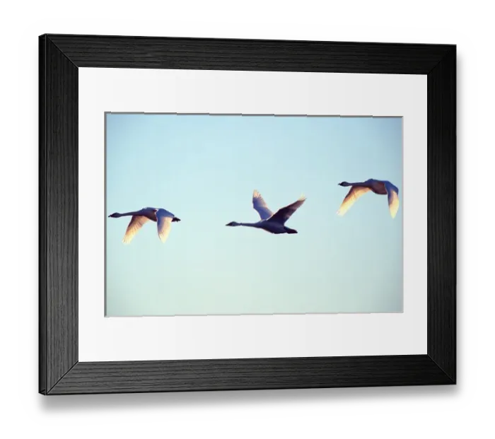 Framed Print : Trumpeter swans (Cygnus buccinator) in flight with wings backlit by sunlight; three Framed Print : Trumpeter swans (Cygnus buccinator) in flight with wings backlit by sunlight; three
