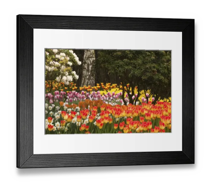 Framed Print : Fremont Solstice Parade