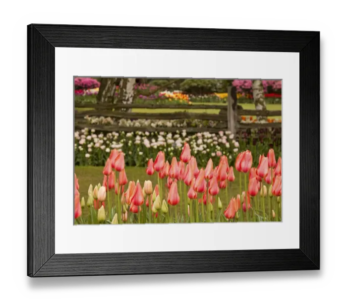 Framed Print : Fremont Solstice Parade Framed Print : Fremont Solstice Parade