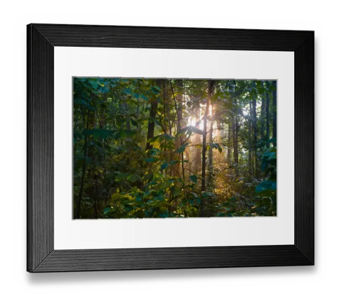 Framed Print : A West Virginia hardwood forest with the late afternoon light piercing through the trees Framed Print : A West Virginia hardwood forest with the late afternoon light piercing through the trees