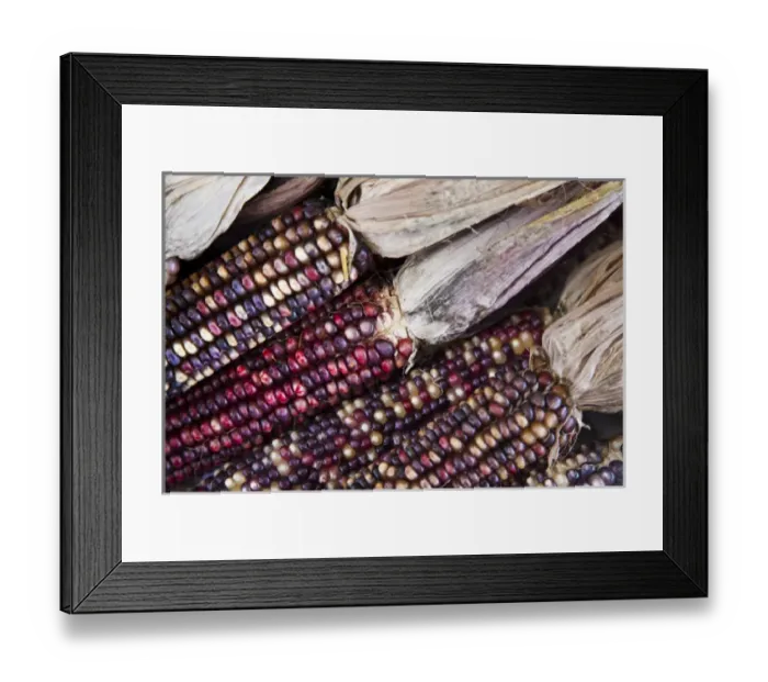 Framed Print : USA, West Virginia, Charleston. Capitol Market, Indian corn, autumn Framed Print : USA, West Virginia, Charleston. Capitol Market, Indian corn, autumn