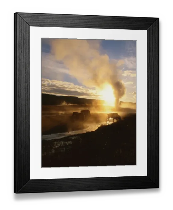Framed Print : Bison silhouetted at sunrise as Old Faithful erupts, Upper Geyser Basin, Yellowstone National Park Framed Print : Bison silhouetted at sunrise as Old Faithful erupts, Upper Geyser Basin, Yellowstone National Park