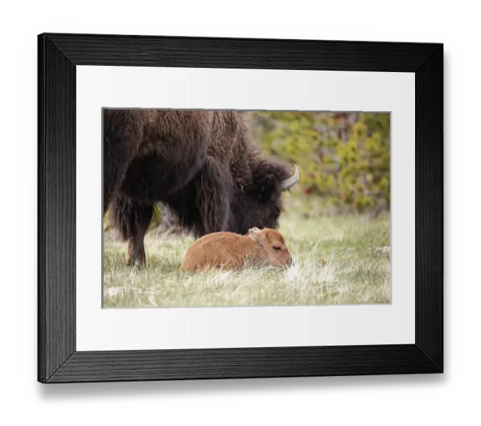 Framed Print : Baby Bison, Yellowstone National Park, Wyoming
