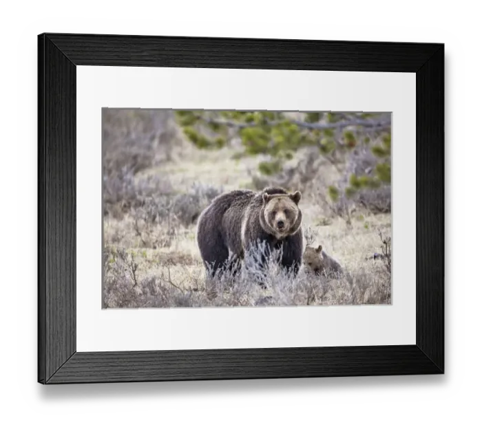 Framed Print : Female Grizzly bear and cub, Yellowstone National Park, Wyoming