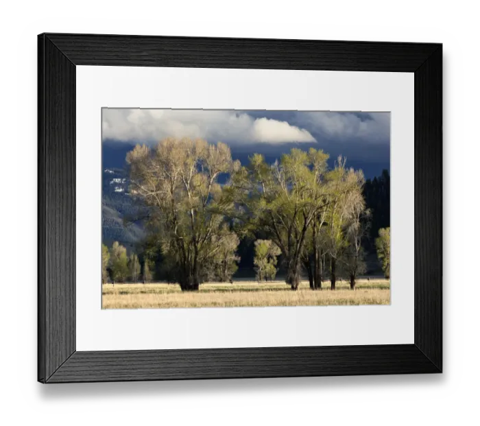 Framed Print : Cottonwood trees, Grand Teton National Park, Wyoming