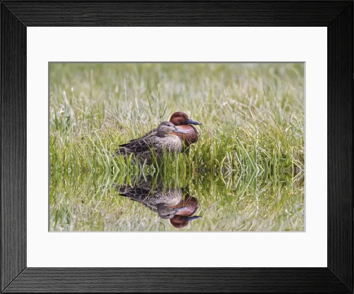 Framed Print : Male and female Cinnamon Teal, Yellowstone National Park, Wyoming