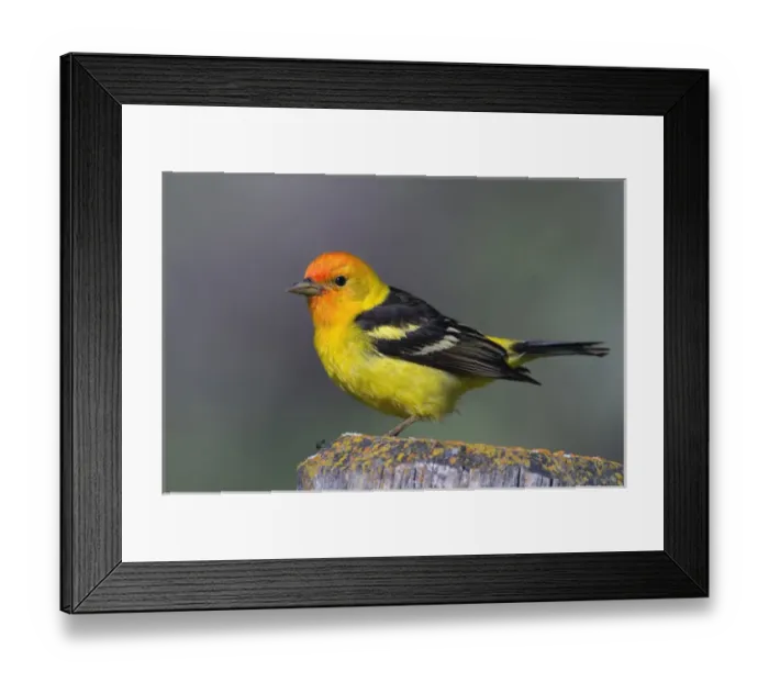Framed Print : Male Western Tanager, Grand Teton National Park, Wyoming