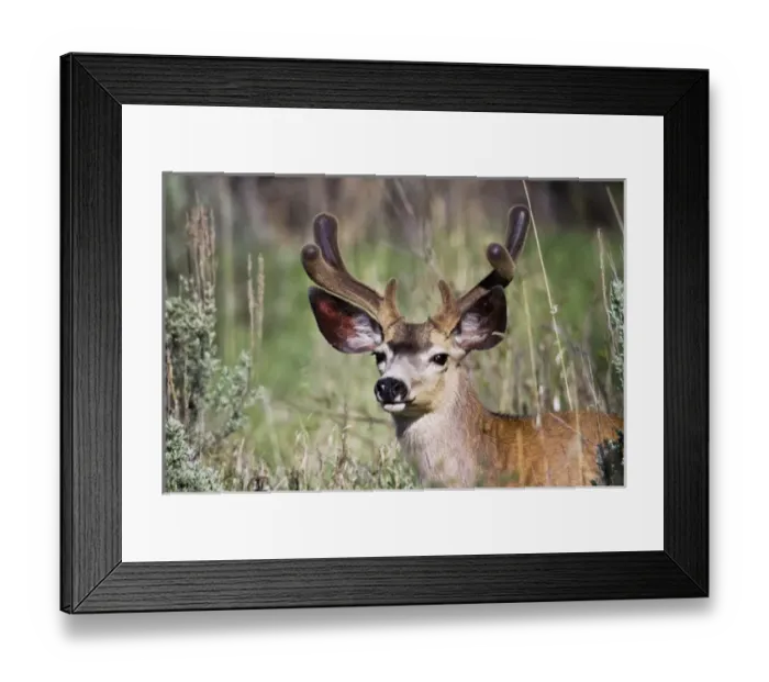 Framed Print : Mule Deer, Odocoileus hemionus, Grand Teton National Park, Wyoming Framed Print : Mule Deer, Odocoileus hemionus, Grand Teton National Park, Wyoming