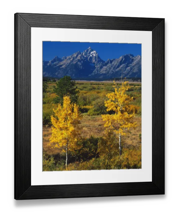 Framed Print : USA, Wyoming, Grand Teton National Park, Autumn aspen trees with teton range in background Framed Print : USA, Wyoming, Grand Teton National Park, Autumn aspen trees with teton range in background