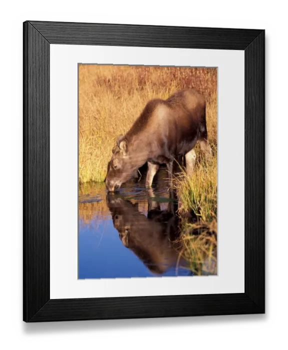 Framed Print : North America, USA, Wyoming, Grand Teton NP, Moose calf (Alces alces) Framed Print : North America, USA, Wyoming, Grand Teton NP, Moose calf (Alces alces)