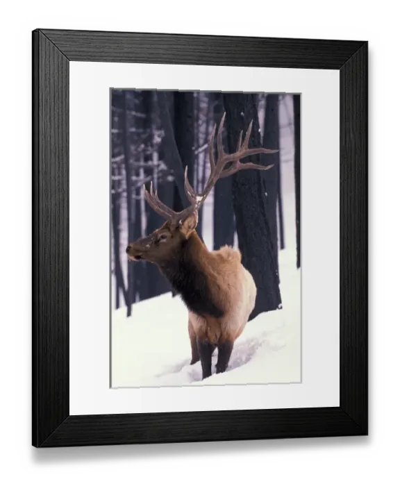 Framed Print : North America, USA, Wyoming, Yellowstone NP, Elk or Wapiti (Cervus elaphus) Framed Print : North America, USA, Wyoming, Yellowstone NP, Elk or Wapiti (Cervus elaphus)