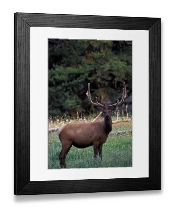 Framed Print : North America, USA, Wyoming, Yellowstone NP, Elk or Wapiti (Cervus elaphus) Framed Print : North America, USA, Wyoming, Yellowstone NP, Elk or Wapiti (Cervus elaphus)