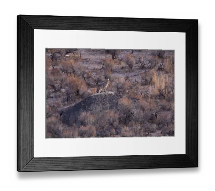 Framed Print : North America, Wyoming, Yellowstone NP, Coyote (Canis latrans) Framed Print : North America, Wyoming, Yellowstone NP, Coyote (Canis latrans)