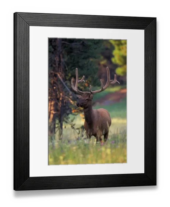 Framed Print : North America, USA, Wyoming, Yellowstone NP elk or Wapiti (Cervus elaphus) Framed Print : North America, USA, Wyoming, Yellowstone NP elk or Wapiti (Cervus elaphus)