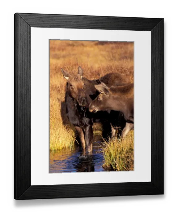 Framed Print : North America, USA, Wyoming, Grand Teton NP Moose cow and calf (Alces alces) Framed Print : North America, USA, Wyoming, Grand Teton NP Moose cow and calf (Alces alces)