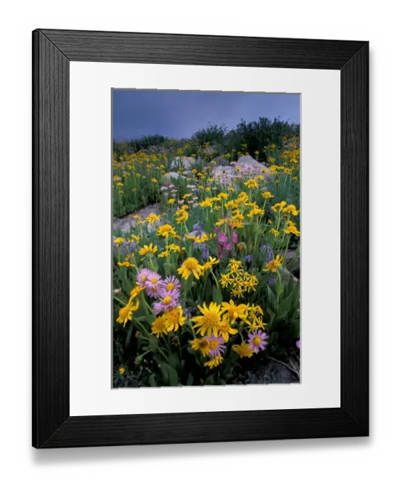 Framed Print : NA, USA, Wyoming, Yellowstone NP Wildflowers - aster, paintbrush, bluebells, groundsel
