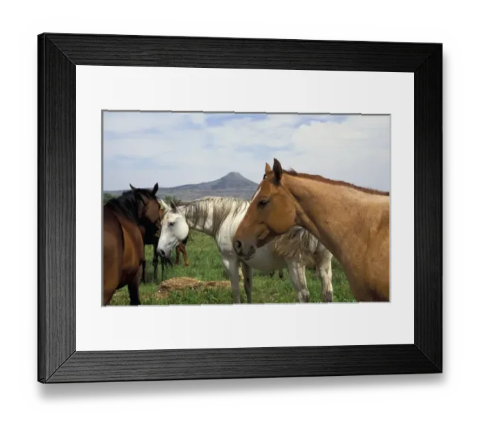 Framed Print : Arapaho traditional homelands in Wyoming with a heard of horses in the foreground