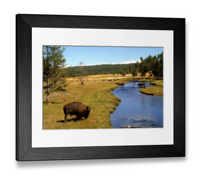 Framed Print : Nez Perce Creek with bison grazing in the water at Yellowstone National Park in Wyoming Framed Print : Nez Perce Creek with bison grazing in the water at Yellowstone National Park in Wyoming