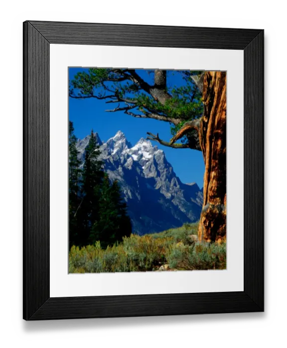 Framed Print : Grand Teton and Cathedral Group framed by Limber Pine, in Grand Teton National Park Framed Print : Grand Teton and Cathedral Group framed by Limber Pine, in Grand Teton National Park