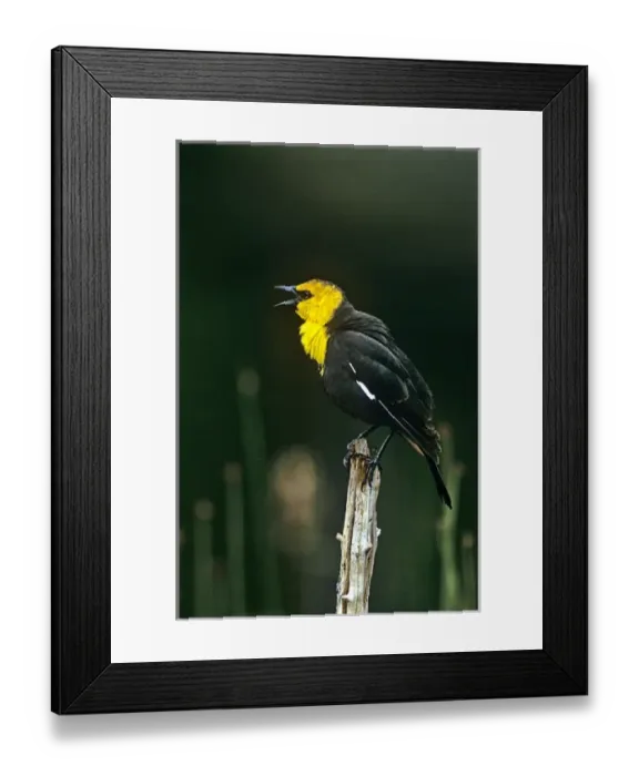 Framed Print : USA, Wyoming, Yellowstone National Park. Wild yellow-headed blackbird male singing