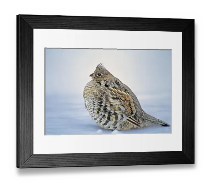 Framed Print : USA, Wyoming, Yellowstone National Park. Portrait of ruffed grouse sitting in snow bank Framed Print : USA, Wyoming, Yellowstone National Park. Portrait of ruffed grouse sitting in snow bank