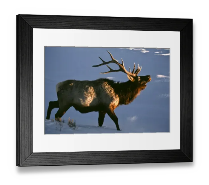 Framed Print : USA, Wyoming, Yellowstone National Park. Bugling elk in winter. Credit as: Wendy