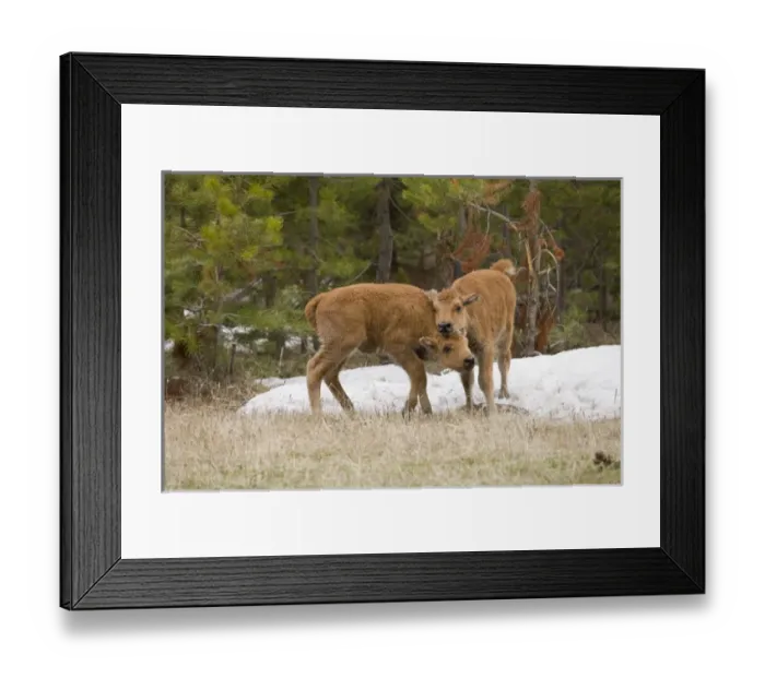 Framed Print : USA, Wyoming, Yellowstone National Park. Bison calves playing. Credit as: Don Grall