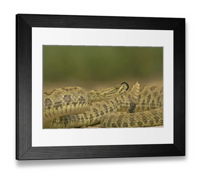 Framed Print : USA, Wyoming, Carbon County. Close-up of prairie rattlesnake. Credit as: Cathy Framed Print : USA, Wyoming, Carbon County. Close-up of prairie rattlesnake. Credit as: Cathy