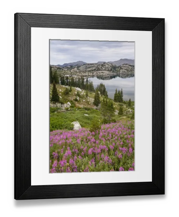 Framed Print : USA, Wyoming, Bridger National Forest, Bridger Wilderness. Fireweed wildflowers grow Framed Print : USA, Wyoming, Bridger National Forest, Bridger Wilderness. Fireweed wildflowers grow
