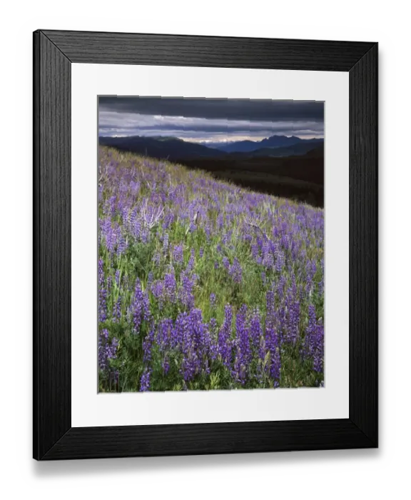 Framed Print : USA, Wyoming, Yellowstone National Park, near Mount Washburn, Lupine meadows Framed Print : USA, Wyoming, Yellowstone National Park, near Mount Washburn, Lupine meadows