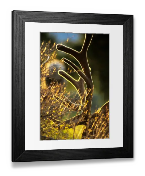 Framed Print : Bull Elk in Velvet antlers in Yellowstone National Park Framed Print : Bull Elk in Velvet antlers in Yellowstone National Park