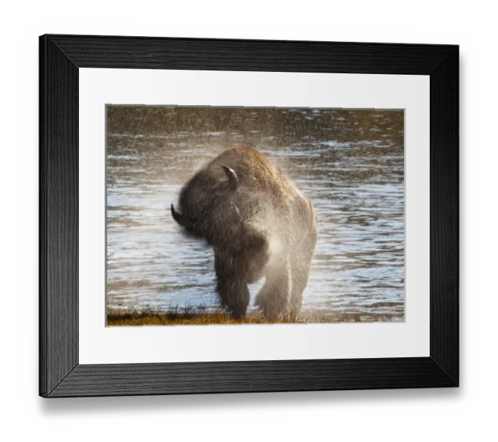 Framed Print : Bison shaking off the water after swimming across the Yellowstone River in the Hayden Framed Print : Bison shaking off the water after swimming across the Yellowstone River in the Hayden