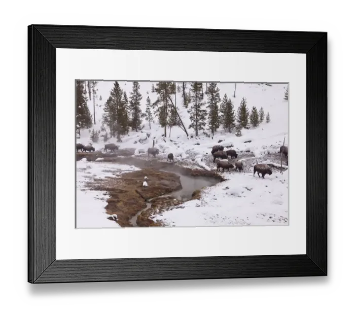 Framed Print : Bison herd on the move in thermal area in winter in Yellowstone National Park, Wyoming