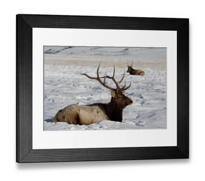 Framed Print : USA, Wyoming, Jackson Hole. National Elk Refuge Framed Print : USA, Wyoming, Jackson Hole. National Elk Refuge
