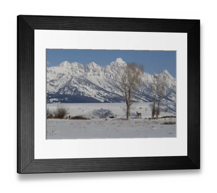 Framed Print : USA, Wyoming, Jackson Hole. National Elk Refuge Framed Print : USA, Wyoming, Jackson Hole. National Elk Refuge