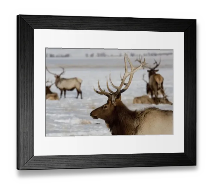 Framed Print : USA, Wyoming, Jackson Hole. National Elk Refuge Framed Print : USA, Wyoming, Jackson Hole. National Elk Refuge