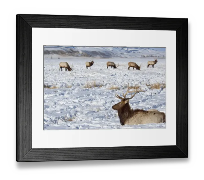 Framed Print : USA, Wyoming, Jackson Hole. National Elk Refuge in winter. Elk, (wild: Cervus elaphus)